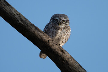 A charming spotted owlet with its distinctive white spotted grey brown plumage and bright yellow eyes perched attentively on a weathered branch against soft, overcast sky.