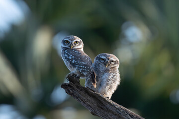 Two charming spotted owlets with its distinctive white spotted grey brown plumage and bright yellow eyes perched attentively on a weathered branch against soft, lush green and blue background.