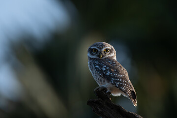 one charming spotted owlets with its distinctive white spotted grey brown plumage and bright yellow eyes perched attentively on a weathered branch against soft, lush green and blue background.
