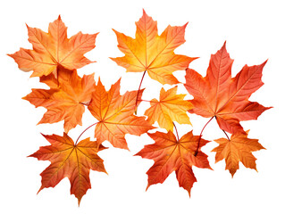 a group of orange and yellow leaves