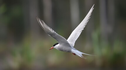 Obraz premium Arctic Tern in Flight, Wings Spread Wide, Soft Focus Background