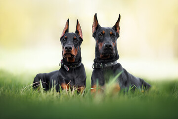 beautiful doberman dog and puppy lying together on grass in summer