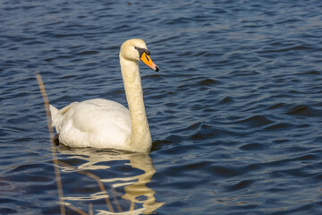 White swan bird swim in the river. Water birds in the wild nature