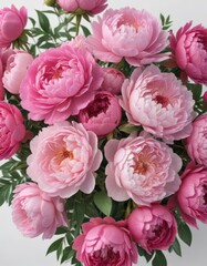Fototapeta premium Vibrant pink peonies & roses bouquet, white backdrop, stem, floral arrangement, flower arrangement