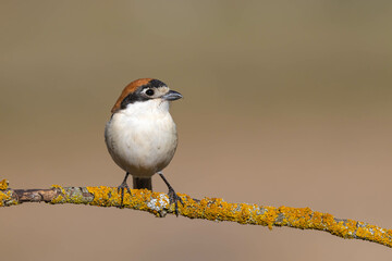 Woodchat Shrike (Lanius senator)