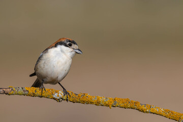 Woodchat Shrike (Lanius senator)