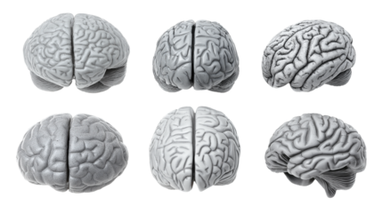  collection of detailed brain renderings isolated on white transparent background