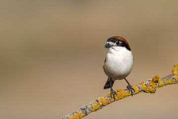 Woodchat Shrike (Lanius senator)