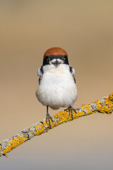 Woodchat Shrike (Lanius senator)