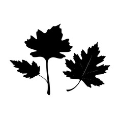 Fototapeta premium maple leaf silhouette