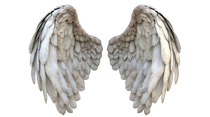 Beautiful white angel wings on white background detailed feather texture
