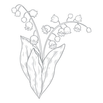 recommend clip art: Set of silhouettes of spring snowdrop flowers.Vector graphics