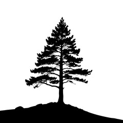 silhouette of a pine tree