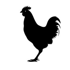 rooster isolated on white background