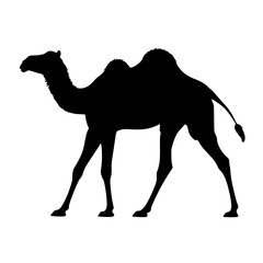 camel on the beach