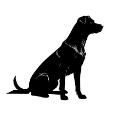 black labrador puppy