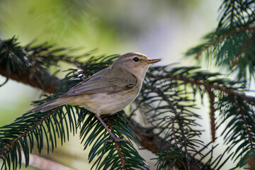 Common Chiffchaff Perched on a Branch – A Springtime Symbol of Nature