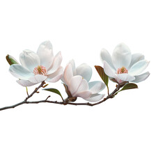 White Branch png. Branches png. Frame of branch. Magnolia, apple tree, white flower, Cherry blossom spring summer tree. Space for text, transparent background, cutout	