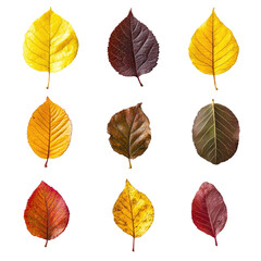 Obraz premium Nine autumn leaves in various shades of yellow, orange, red, and brown, displayed in a grid pattern against a black background. 