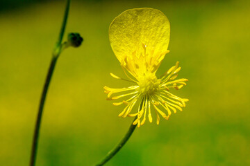 Damaged Meadow Buttercup (Ranunculus acris). Yellow flower in macro.