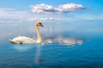 Obraz premium White swan gliding on tranquil blue water under sunny sky