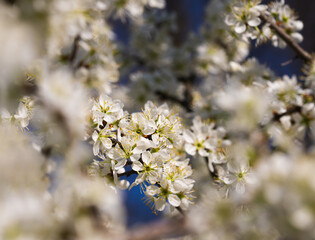 lush abundant white blossom of wild plum tree, petals, pistils and stamens, creative blur