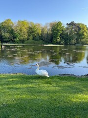 swan on the lake
