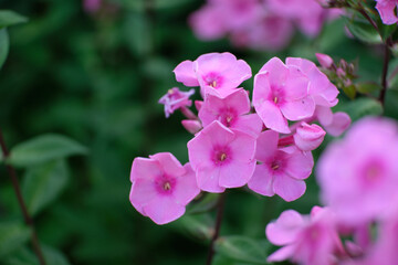 Obraz premium Close-up bud of pink fragrant garden plant phlox