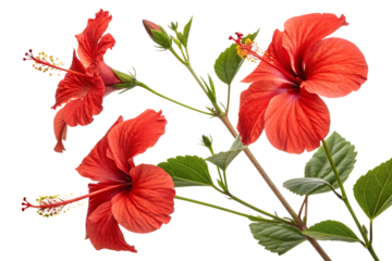 set of tropical red hibiscus flowers isolated on white background PNG