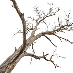 Obraz premium Branch of dead tree isolated on transparent background