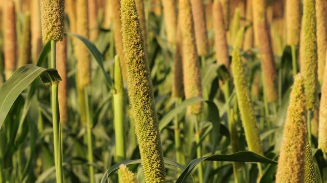 Raw Pearl millet growing on Tree. Golden pearl millet fields, a vibrant. Lush greenery frames nature's resilience. Captivating beauty in each stalk, celebrating the richness of the field. in gujarat