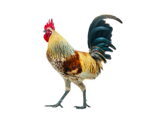 Side view close up portrait of a colorful rooster walking, isolated on white or transparent background, png