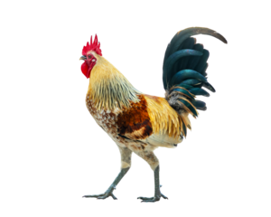 Side view close up portrait of a colorful rooster walking, isolated on white or transparent background, png