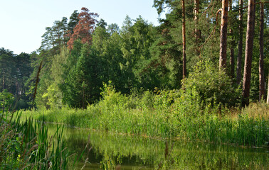 Obraz premium A peaceful scene of a river flowing through a forest with reflections