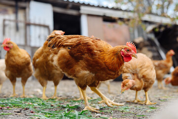 A medium shot captures a group of reddish-brown chickens in a farmyard setting. The chickens are of a similar color, with some variations in shade, and have red combs and wattles