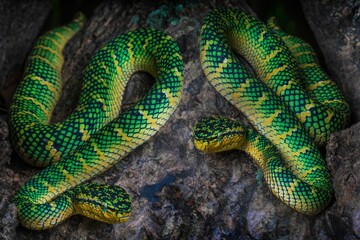 Close-up of two Wagler pit vipers on a tree branch