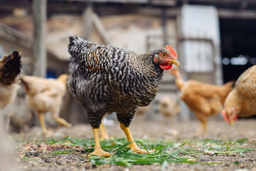 A close-up shot focuses on a striking Plymouth Rock hen with its distinctive black and white barred plumage. The hen has a bright red comb and wattles, and a sharp yellow beak.