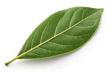 Obraz premium Fresh green bay leaf isolated on white background. A fresh green bay leaf isolated on a white background, ideal for cooking, herbs, and natural food