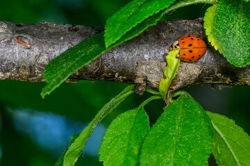Extreme magnification - Lady bug with spread wings.