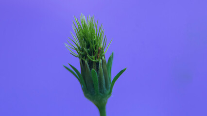 close up photo of Bidens pilosa