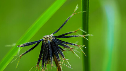 Fototapeta premium close up photo of Bidens pilosa