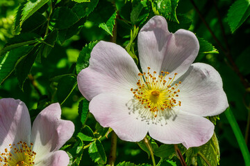 Wild Rose Flower, Also Known As Dog Rose Or Rosa Canina. Blooming wild rose hips. A beautiful flower.