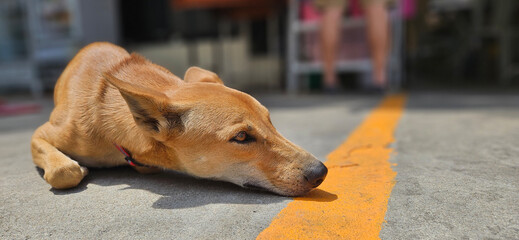 Brown color stray dog laying down on the concrete road floor during hot weather.