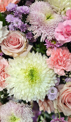 Golden Hills Chrysanthemum white Flower with purple and pink shade of varity of flowers