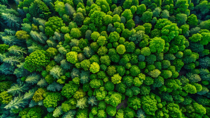Aerial top view of dense green trees in forest representing nature environment conservation