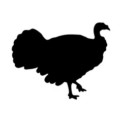 Silhouette of a Thanksgiving turkey is standing on its two feet