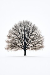 Fototapeta premium Winter Tree in Snow