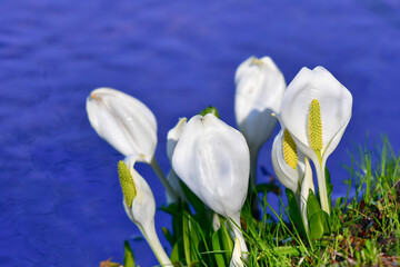 小川に咲く水芭蕉