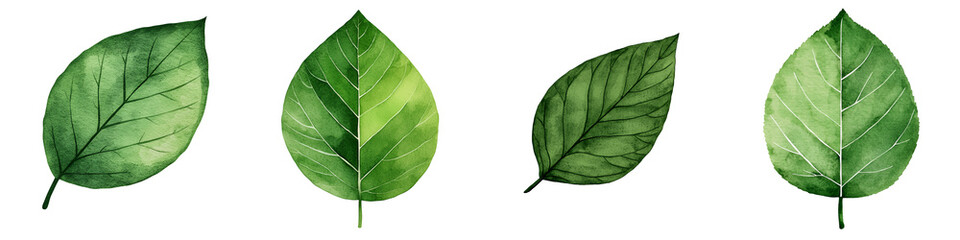 Obraz premium Vibrant green leaves in natural setting