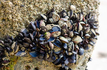 Close-up of a dense group of mussels and barnacles clinging to a sunlit rock at low tide,...
